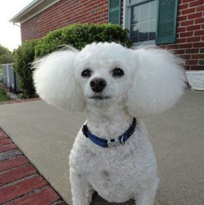 Meet your Posher, Nancy